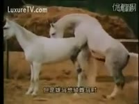 Horse is seriously insane about his teenfriend